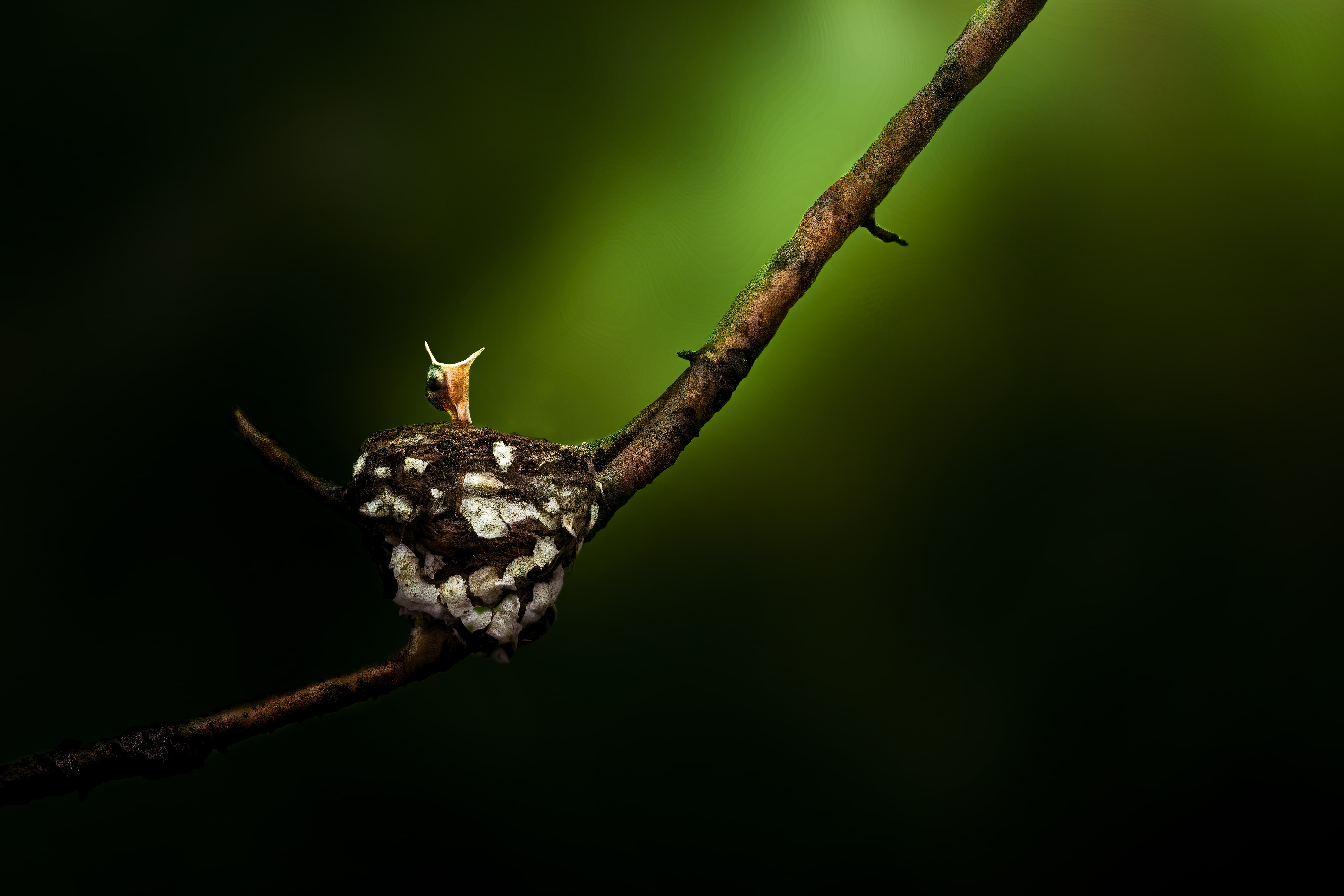 Rising Life, Ehsanul Haque, Bangladesh